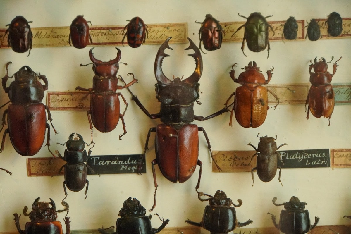 Urkunden und Schönschreibkunst